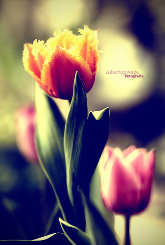 (101/365) Tulipanes by albertopveiga