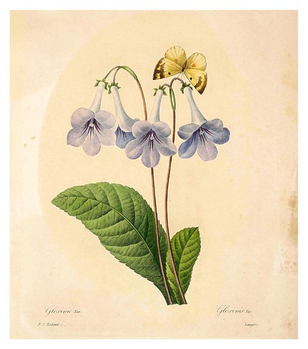 005-Gloxinea-Choix des plus belles fleurs…1827- P.J.Redoute