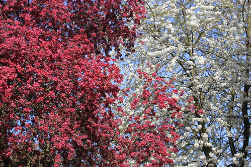 Trees In Bloom in Pitshanger Park