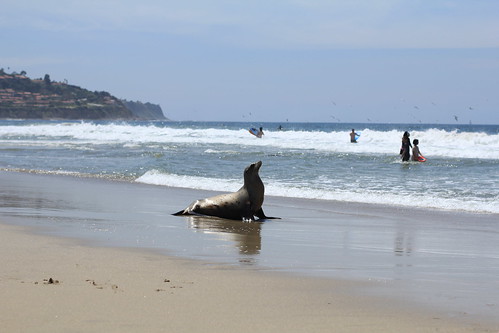 Beached Sea Lion