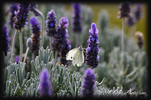 Butterfly and lavender