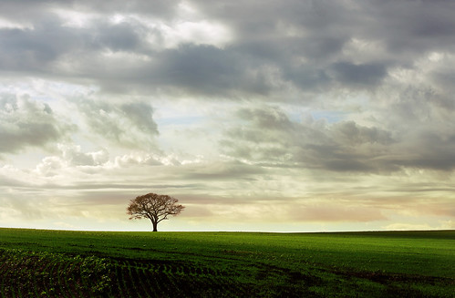 Ever felt like a lonely tree on a field... ? by AnnuskA  - AnnA Theodora