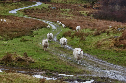 Sheep on the Move