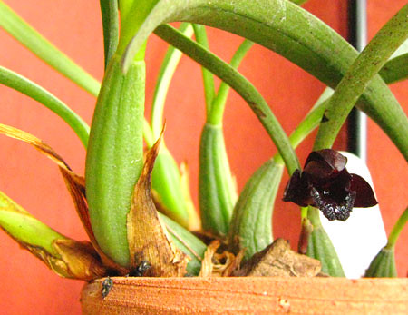 Maxillaria schunkeana