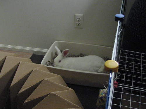 gus napping in his litterbox