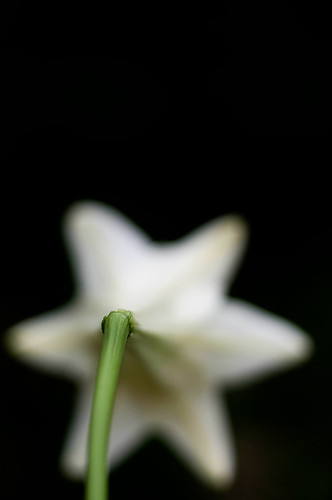 Easter Lily 5