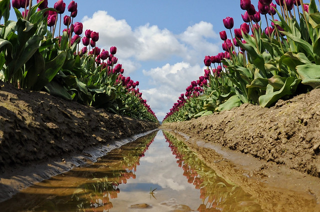 Tulipani riflessi nel  canale irriguo in prospettiva