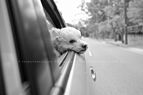 Taking in the breeze  Mozart poodle cross maltese dog photography by twoguineapigs Pet Photography