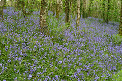 Bluebells at Trevarno by Tim Green aka atoach