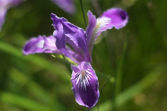 irises, tanner springs