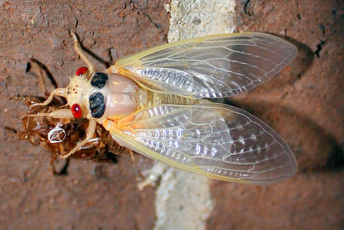 13-year Cicada Nymph