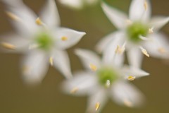 Chive blossom, anthers only