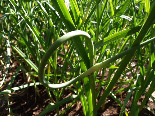 Garlic scape, ready for picking.
