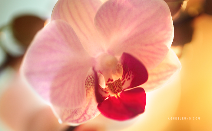 Orchid shot in extremely low light