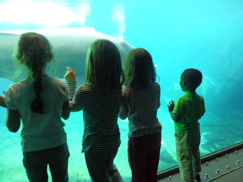 beluga whale facts for kids. Beluga Whale Facts