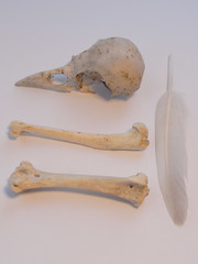bird skull & bones & feather
