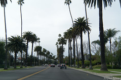 Street in Beverly Hills