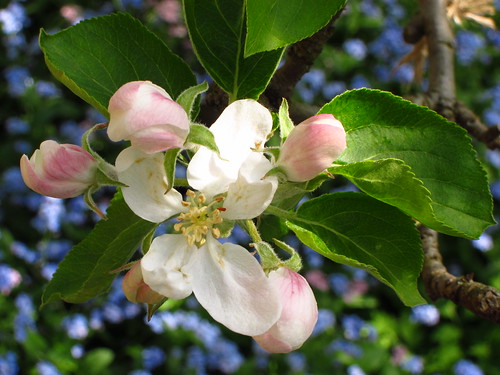Apple Blossom in the Orchard Garden at Fenton House