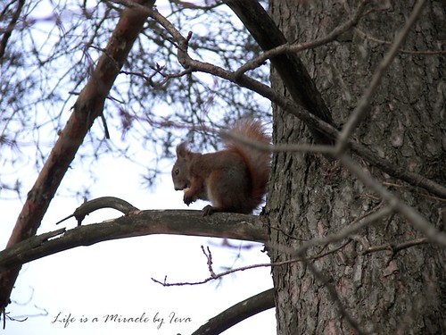 Voveryčių priešpiečiai/ Squirrel's lunch