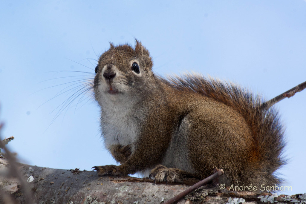 Red squirrel in the bird tree (6 of 11).jpg