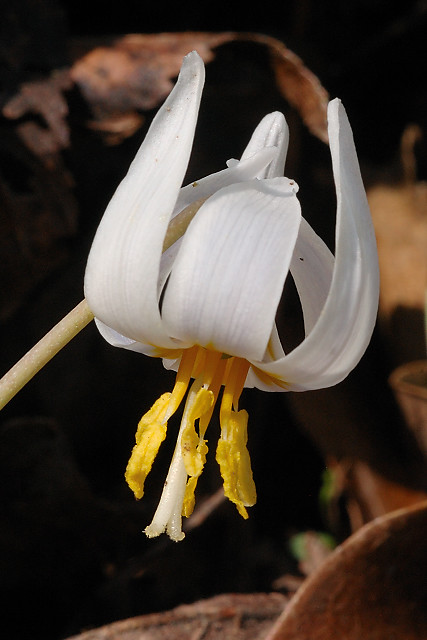 Silver Lake Park, in Highland, Illinois, USA - Erythronium albidum (White Trout Lily) wildflower 2