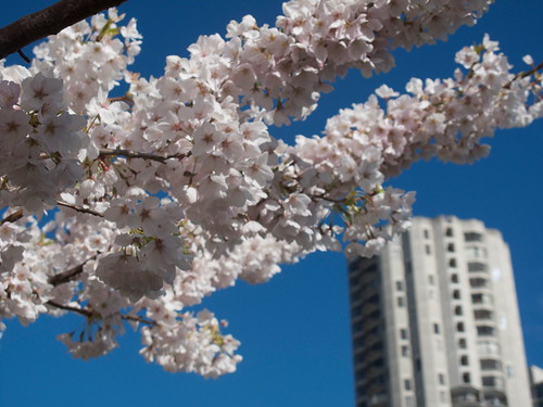 Blossoms and Tower