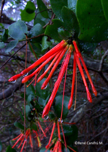 <br><br><br><br><br><br><br>Manojo de flores de Quintral del álamo (<i>Tristerix corymbosus</i>) captado un día lluvioso en la península de Tumbes, Región del Biobío.