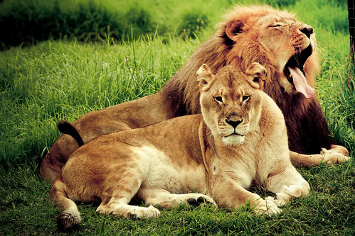 フリー写真素材|動物|哺乳類|ライオン|カップル（動物）|欠伸・あくび|