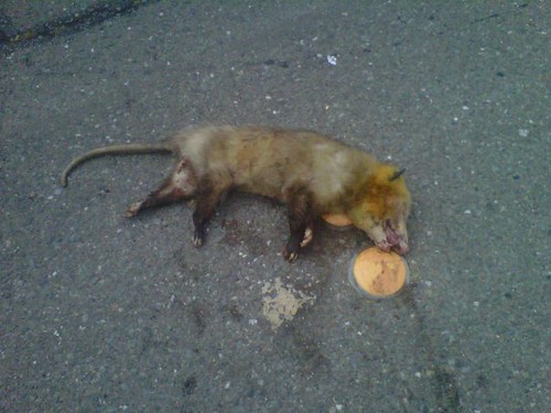 Dead possum in the street