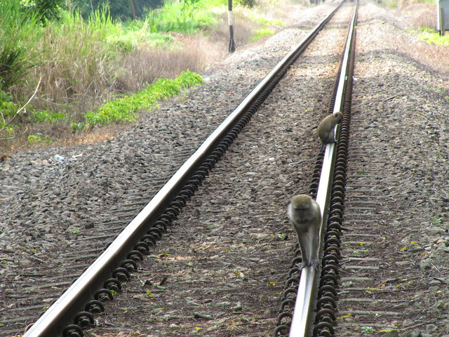 Long Tail Macaques on the tracks