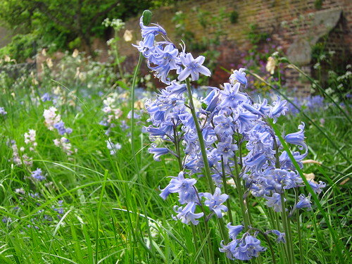 Bluebells in the Garden at Fenton House
