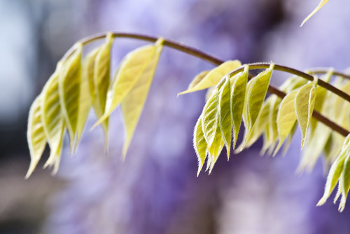 Wisteria Leaves - Copyright R.Weal 2011