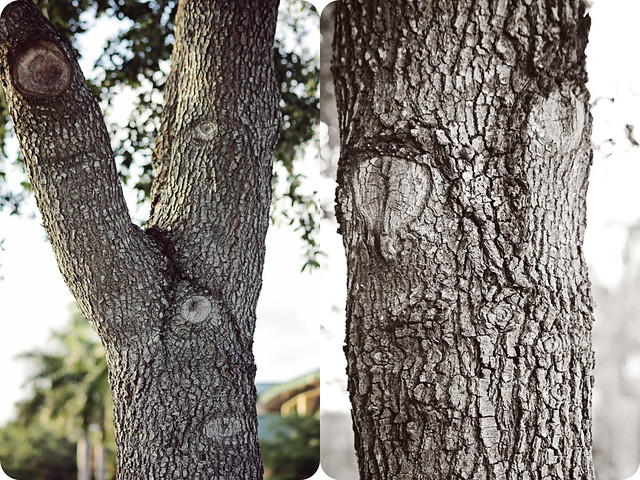 tree face party diptych