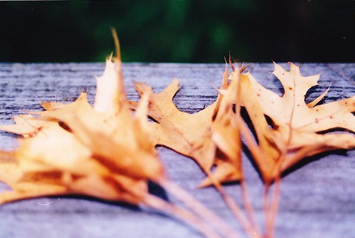 Tennesse Leaves by Lisa's Random Photos
