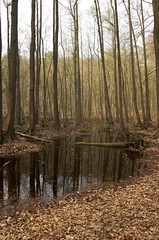 The forest near lake Liepnitz