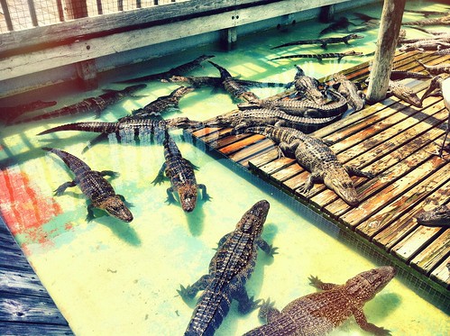 Sunbathing Gators