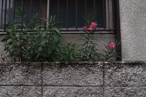 東京の花 2