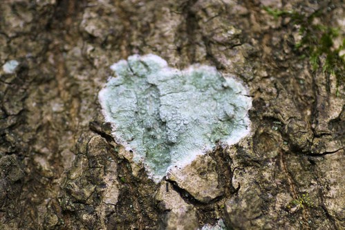I heart lichen