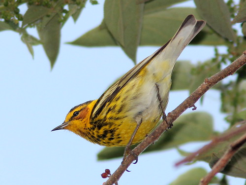 Cape May Warbler 20110412