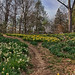 Reeves Reed Arboretum Daffodil display