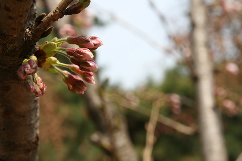 Buds And Blossoms