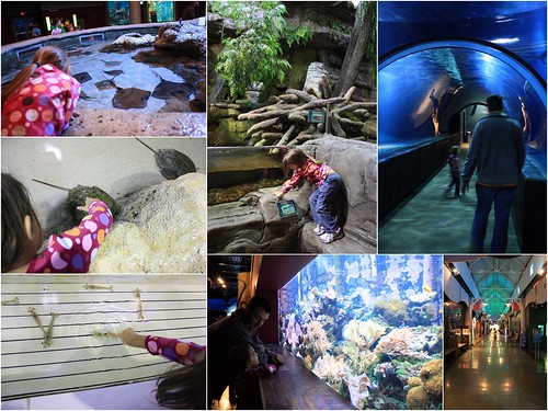 Aquarium collage 1