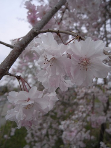 春の花々＠明日香村-30