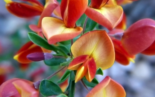 wallpapers of flowers and nature. For instructions on how to use this Fresh flowers iPad Wallpaper,