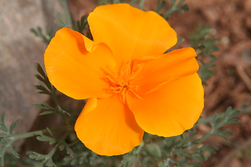 One Sole California Poppy