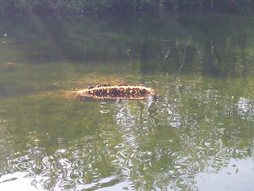 Turtles at Clissold park