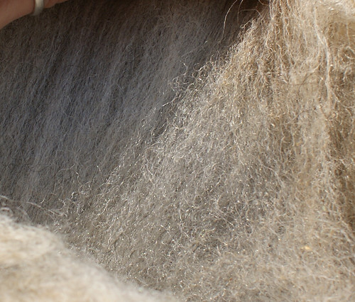 Shearing '11: Mr Shivers' fleece