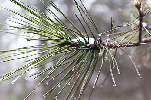 Pine Tree Drops
