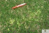 bermudagrass white leaf