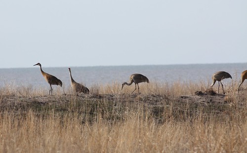 sandhill cranes at Rondeau by ricmcarthur